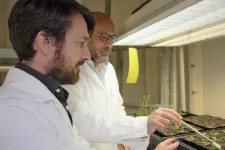 Two people studying plants in a laboratory. Photo.