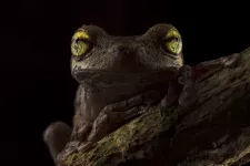 Close up of a frog with big eyes. Photo.