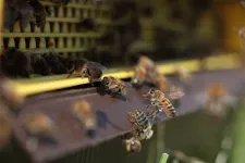Bees swarming around a pollen trap. Photo.