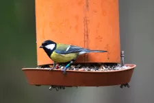 Small bird on a feeding table. Photo.