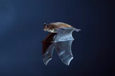 Bat in flight. Photo.