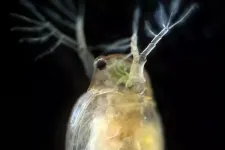 A close-up of transparent zooplankton. Photo.