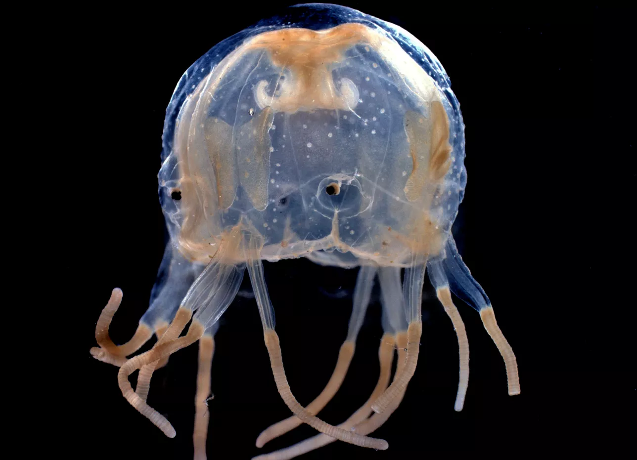 A jellyfish. Photo.