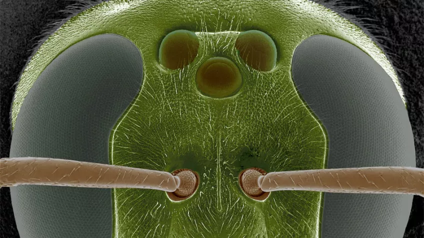 An electron microscope photo of an insect head. Photo.