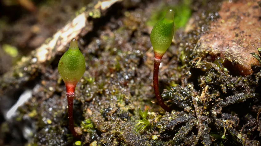 Red stalks with green bulbs are growing in soil. Photo.