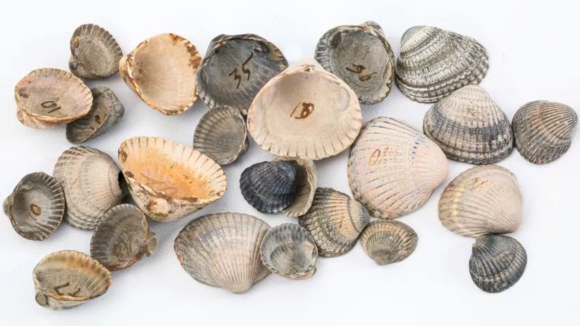 Some shells with numbers in them. Photo.