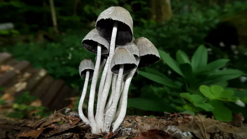 A cluster of grey fungi are growing together. Photo.