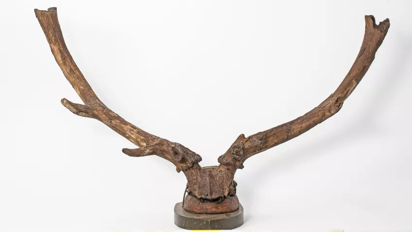 A pair of antlers mounted on a plate. Photo