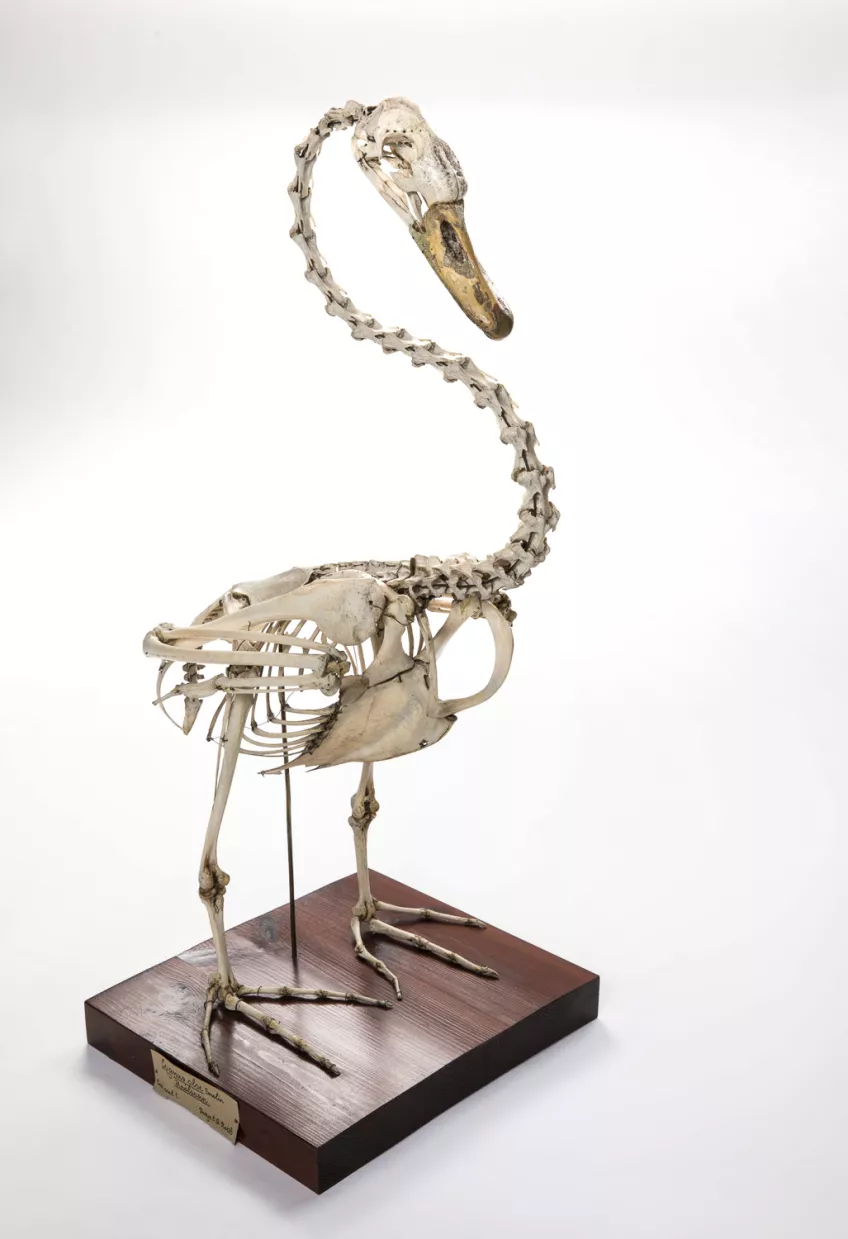 A mounted bird skeleton. Photo.