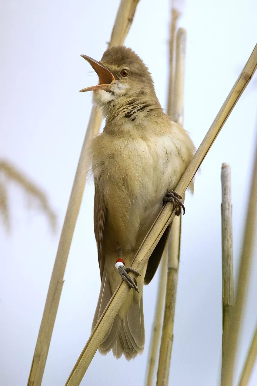 A Great reed warbler sitting on a branch. Photo.