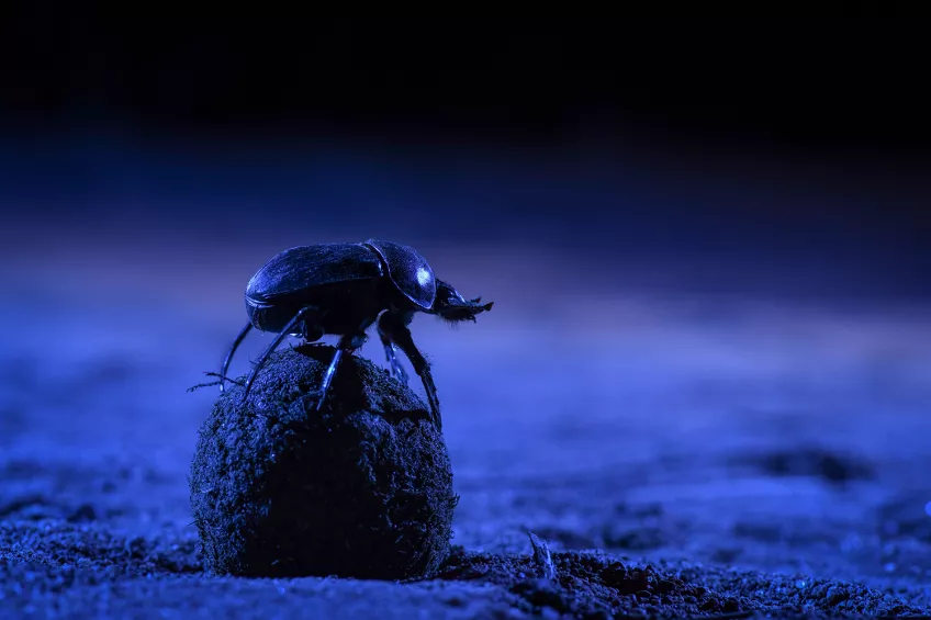 A beetle on top of a dung ball. Photo.