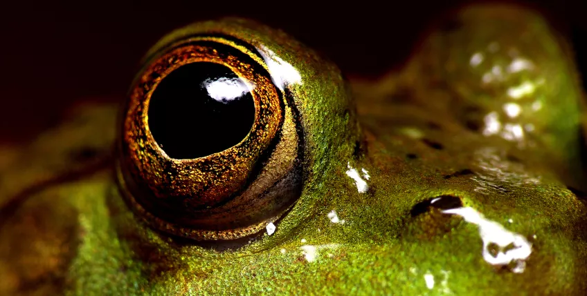 A close-up of a frog's eye. Photo.