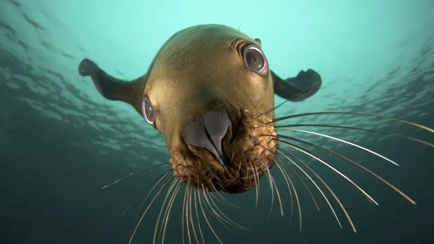 A seal is taking a close look at the camera. Photo.