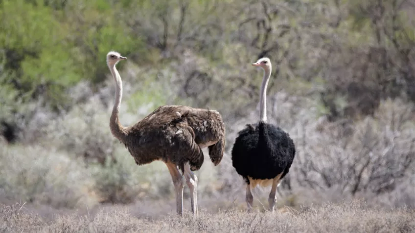 Two Ostriches in nature. Photo.