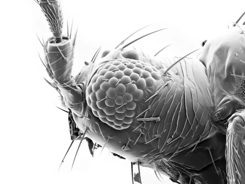 Scanning electron microscope photo of an insect compound eye.