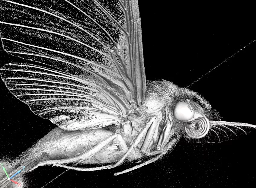 An insect photographed through a microCT microscope. Photo.