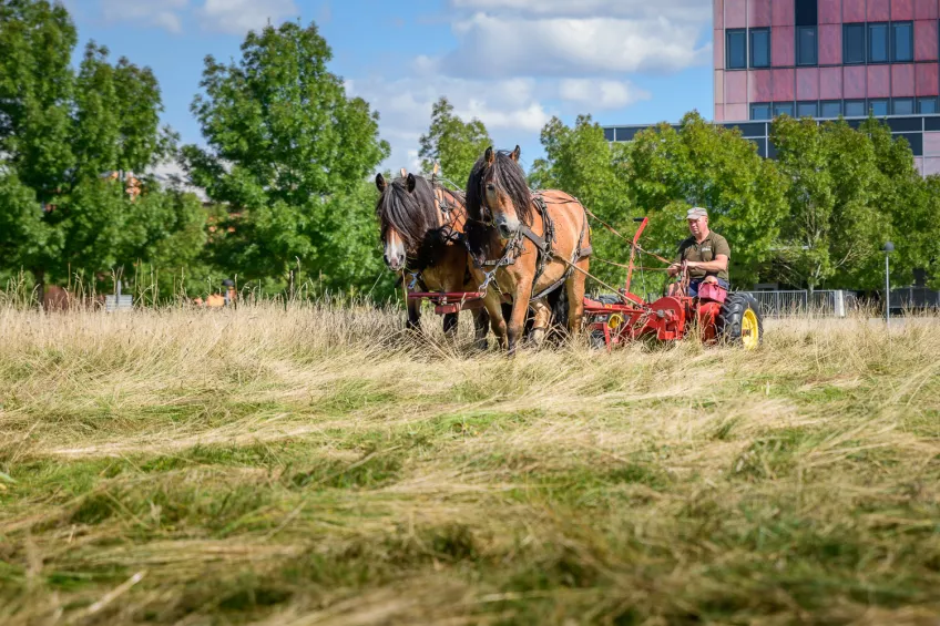 Two horses are pulling a mower. Photo.