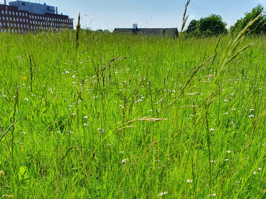 A meadow with grass and buildings in the background. Photo