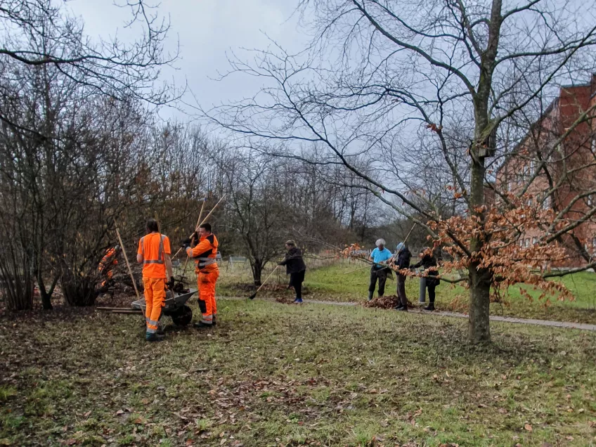 Some people with rakes. Photo.