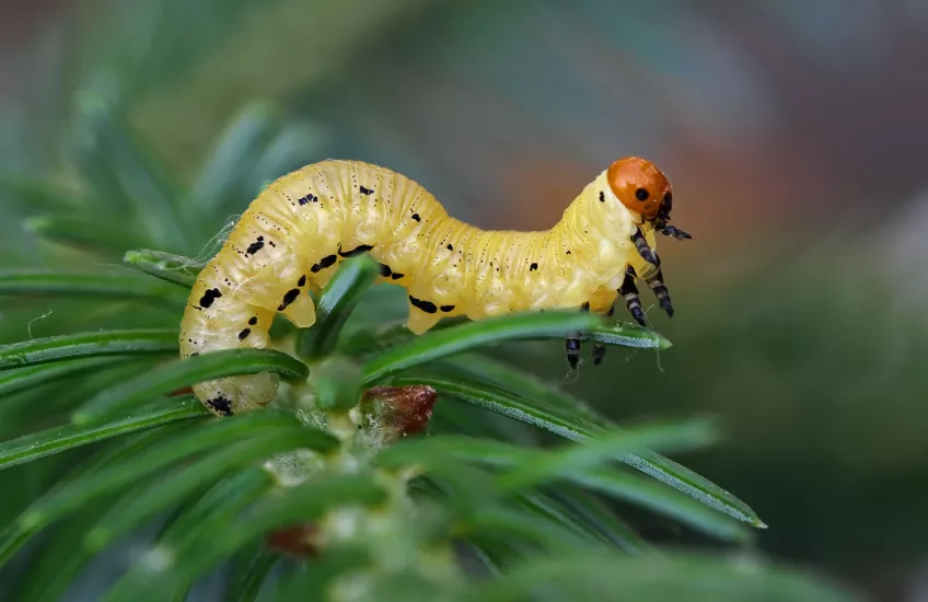 A larvae sitting on a branch. Photo.
