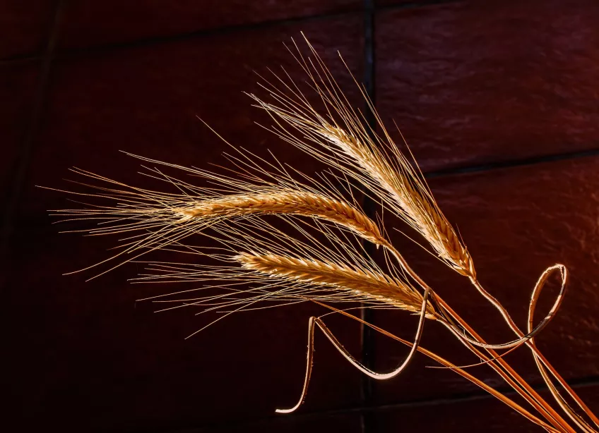 A close-up on some barley. Photo.