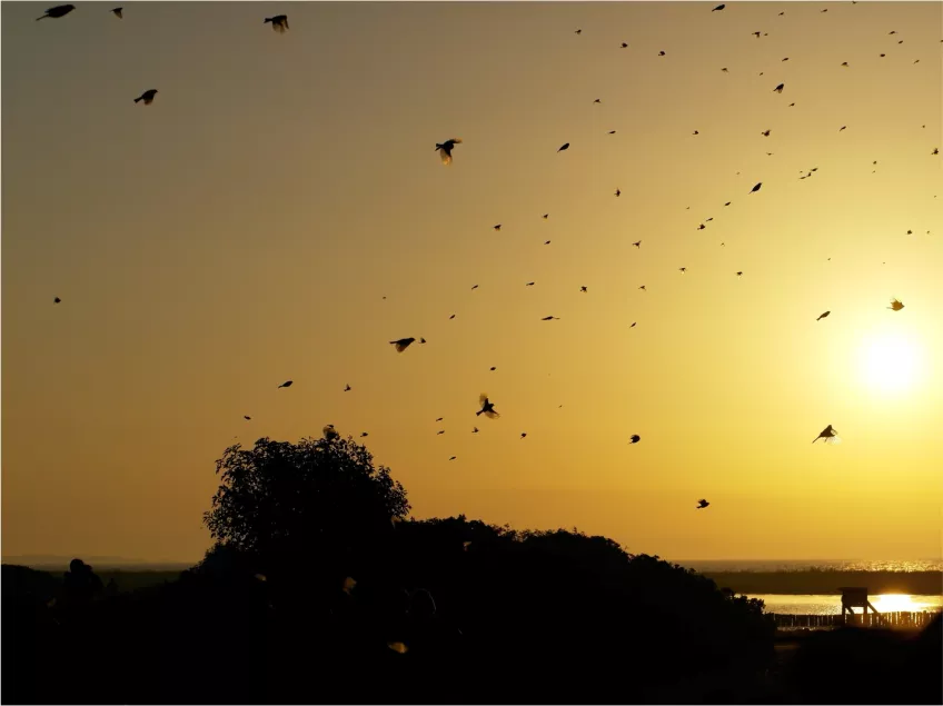 Birds flying against an evening sky. Photo.