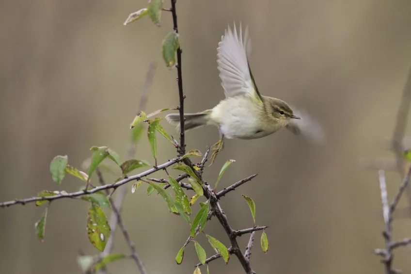 A bird is taking off from a twig. Photo.