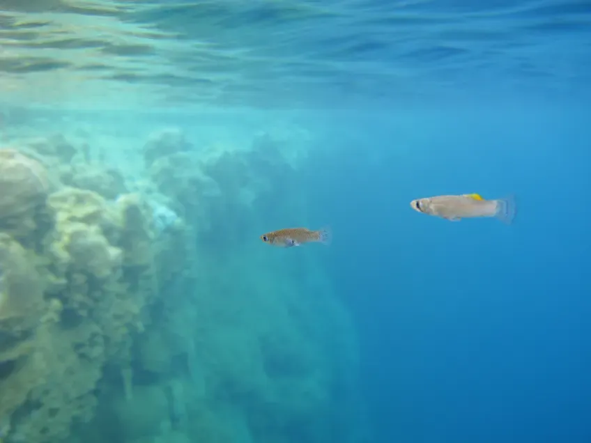 Two swiming fishes. Photo.